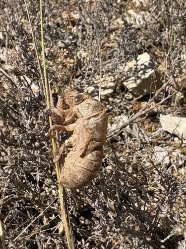 Common Cicada