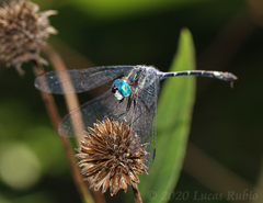 Micrathyria hypodidyma