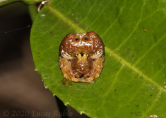 Mastophora