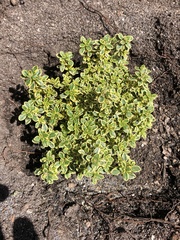Thymus × citriodorus
