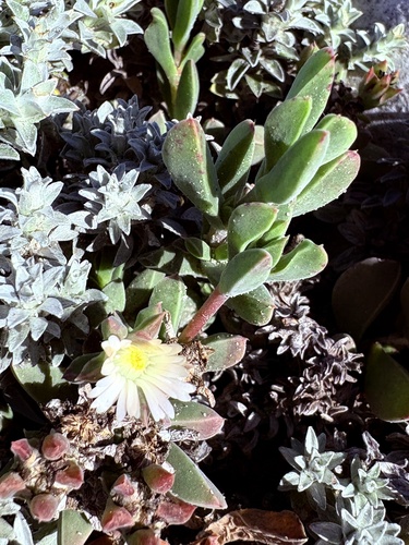 Delosperma litorale, photograph 3