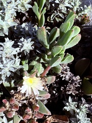 Delosperma litorale, photograph (c) Christina, some rights reserved (CC BY)