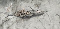 Phocoena spinipinnis