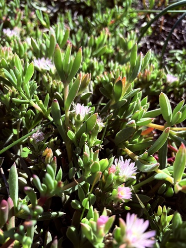 Delosperma litorale