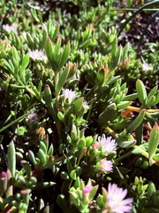 Delosperma litorale