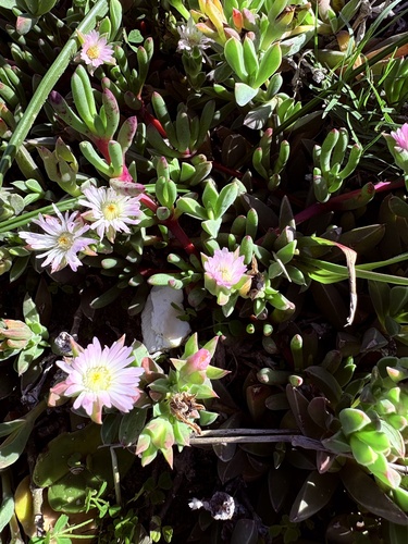 Delosperma litorale, photograph 2