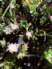 Delosperma litorale, photograph (c) Christina, some rights reserved (CC BY)