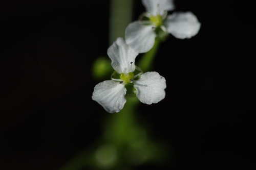 Albidella oligococca observed 2026-06-11