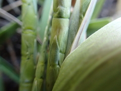 Rottboellia cochinchinensis