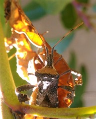 Leptoglossus concaviusculus