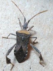 Leptoglossus concaviusculus