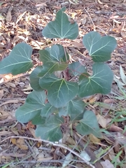 Brachychiton