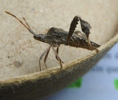 Leptoglossus concaviusculus