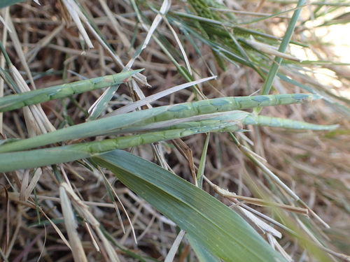Rottboellia cochinchinensis, photograph 1