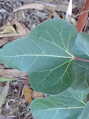 Brachychiton