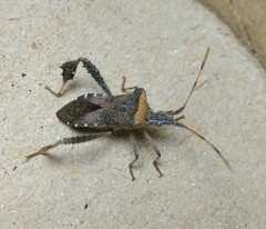 Leptoglossus concaviusculus