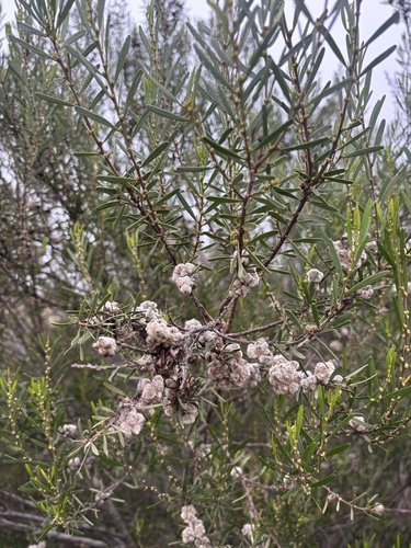 Mallee Wattle
