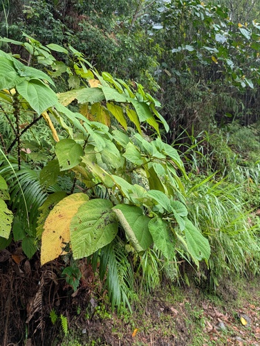 Cypholophus observed 2026-06-03