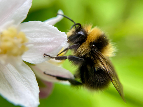 Heath Bumble Bee, photo 2 of 10