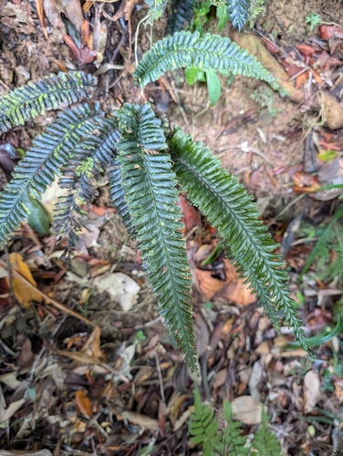 Cephalomanes javanicum observed 2026-06-03