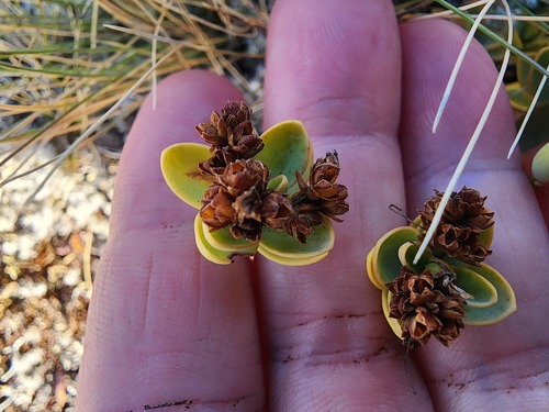 Veronica pinguifolia observed 2026-05-16
