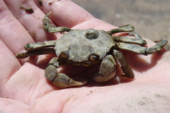 Cyrtograpsus angulatus