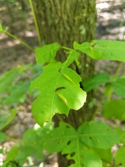 Phylloxera caryaevenae