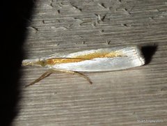 Crambus girardellus