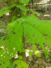 Phylloxera caryaevenae