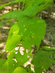 Phylloxera caryaevenae