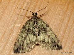 Hydriomena renunciata