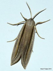 Doryodes spadaria