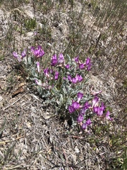 Astragalus utahensis