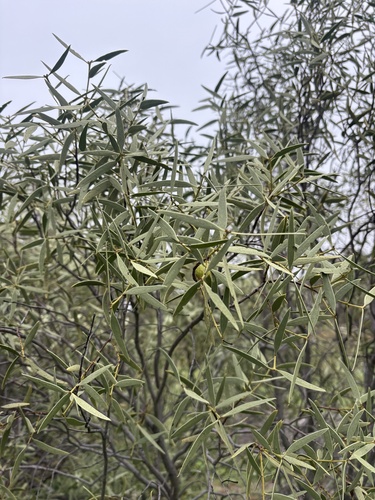Desert Quandong