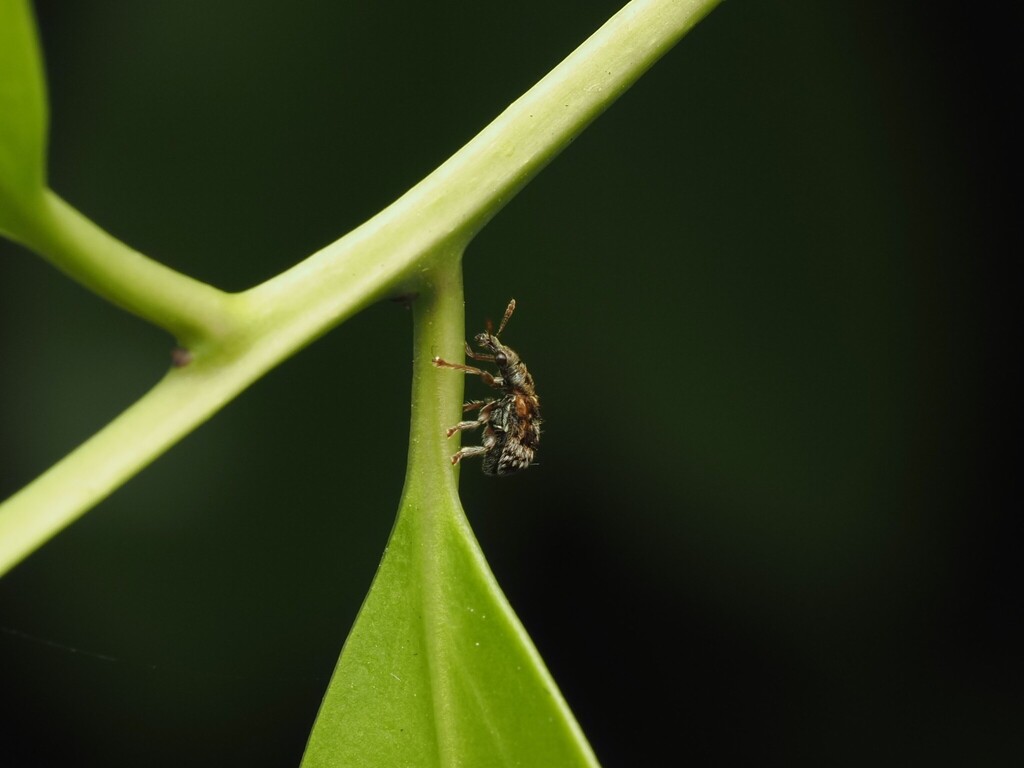 Cartorhynchites singularis