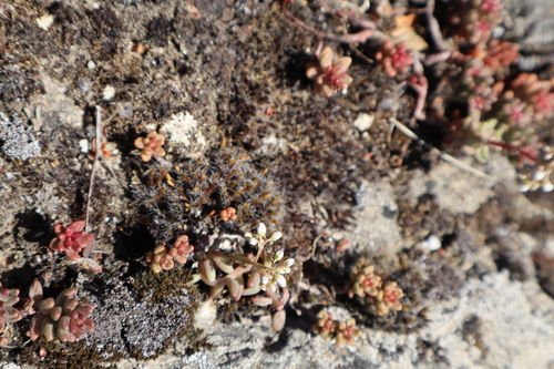 Sedum album
