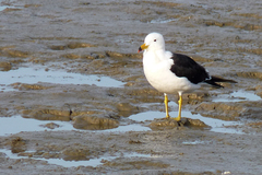 Larus atlanticus