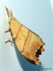 Drepana bilineata