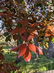 Photinia × fraseri