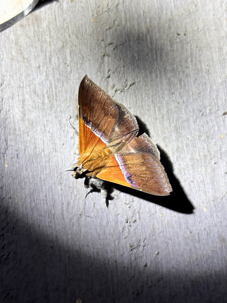 Sympis rufibasis (Sympis rufibasis)