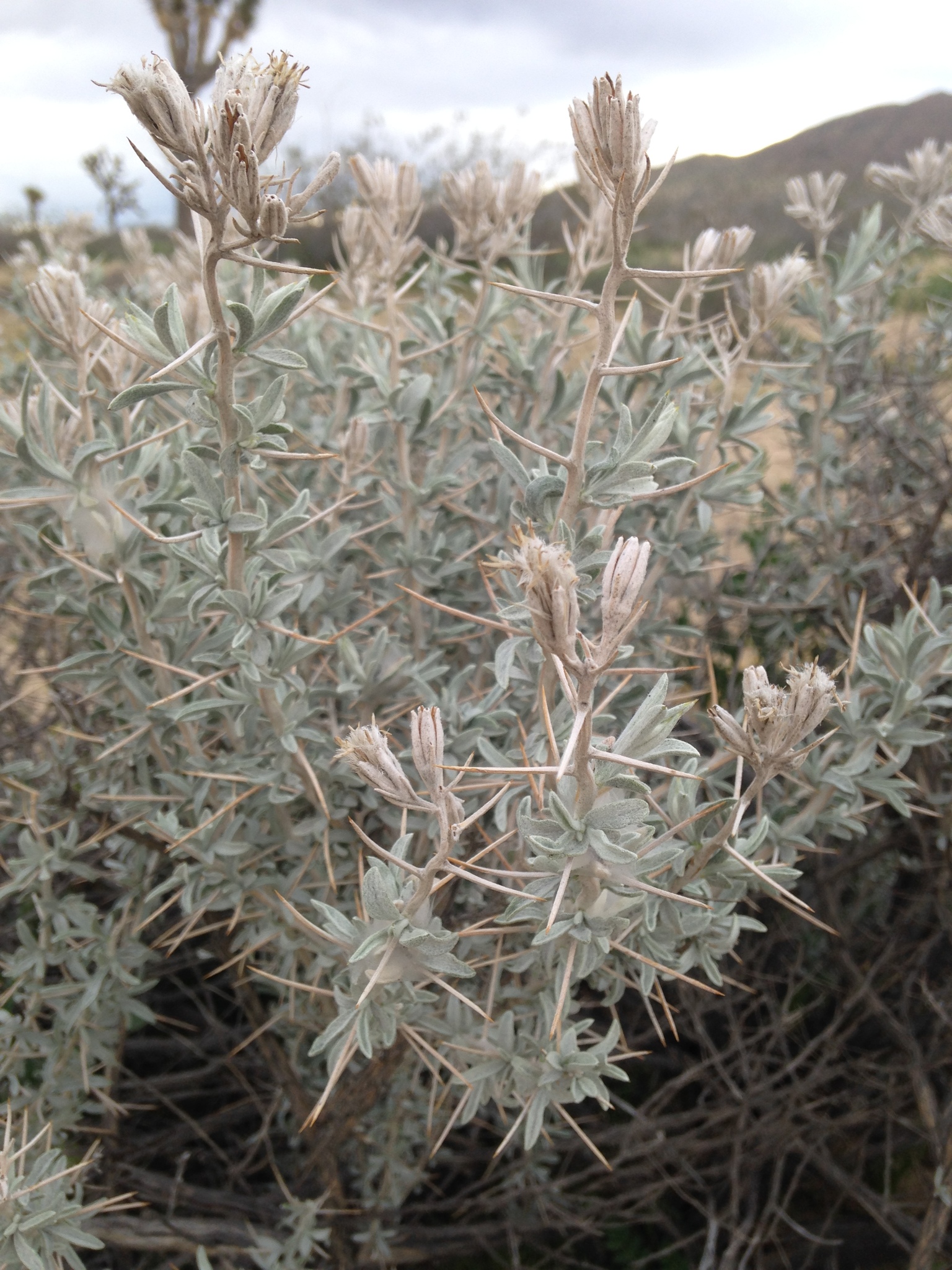 Tetradymia stenolepis