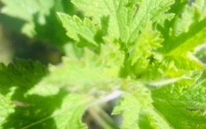 iNaturalist observation photo of western vervain