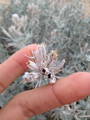 Tetradymia stenolepis