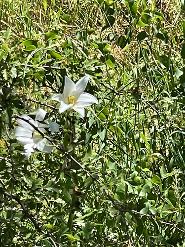 Lilium candidum