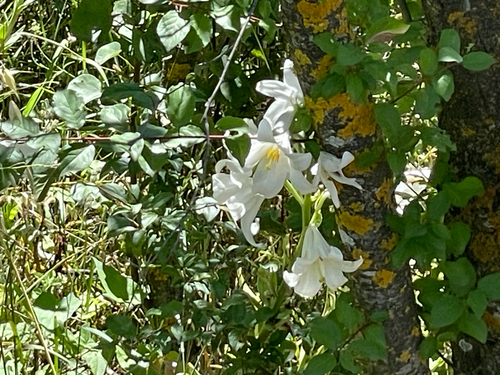 Lilium candidum