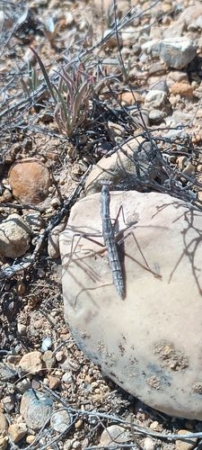 Rivetina baetica
