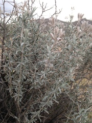 Tetradymia stenolepis