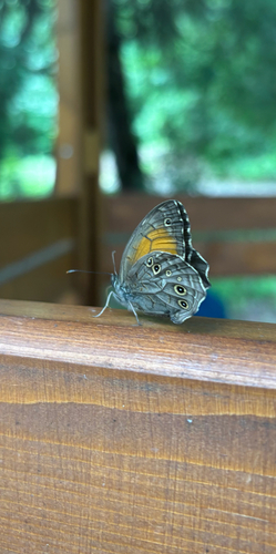 Lattice brown