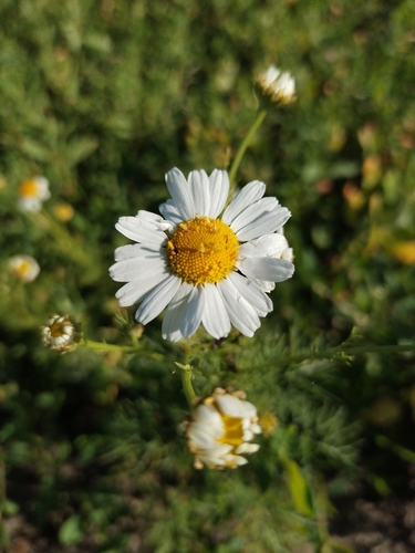 scentless mayweed
