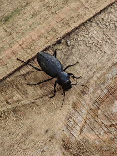 Carabus brandti